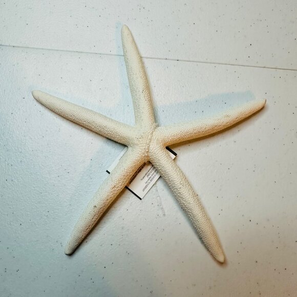 White Starfish Shell Beach Decoration Coastal Beach Home Decor & Crafts - Picture 4 of 7